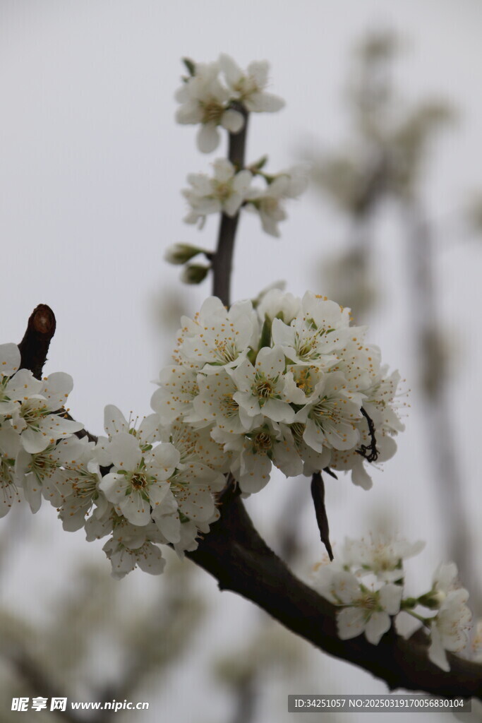 李花