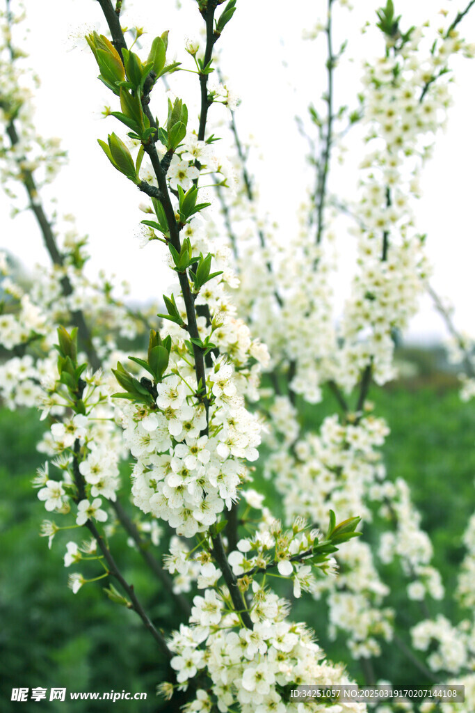 李花