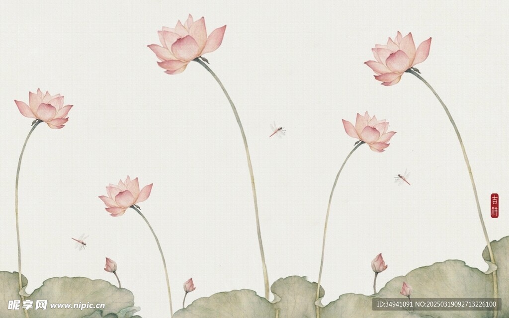 荷花 蜻蜓