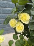 月季