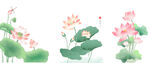 国画荷花