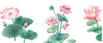 国画荷花