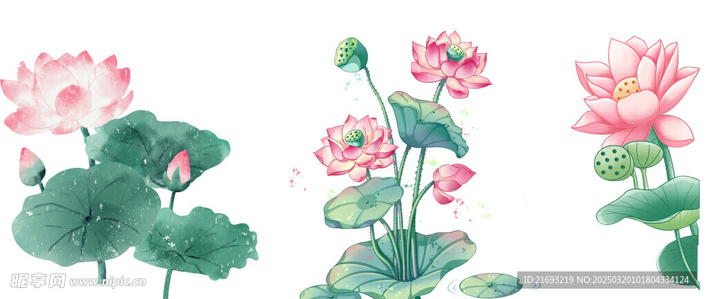 国画荷花