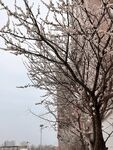 樱花树