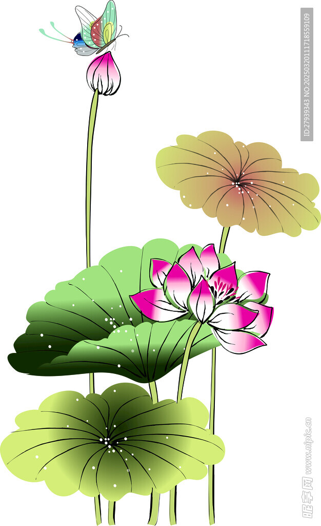 荷花