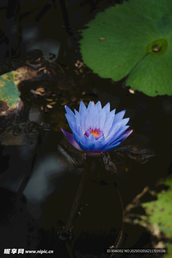 蓝睡莲