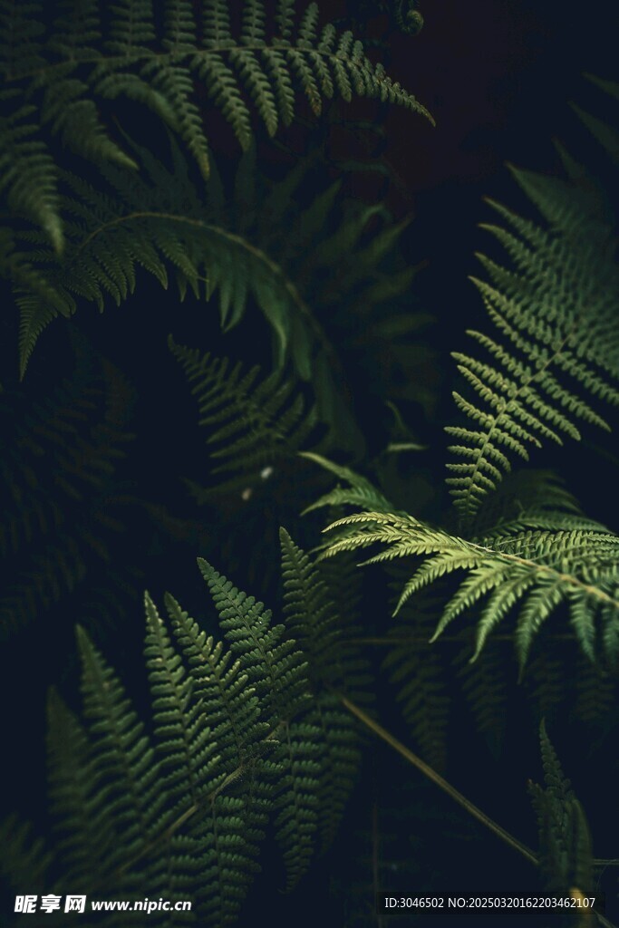 蕨类植物壁纸