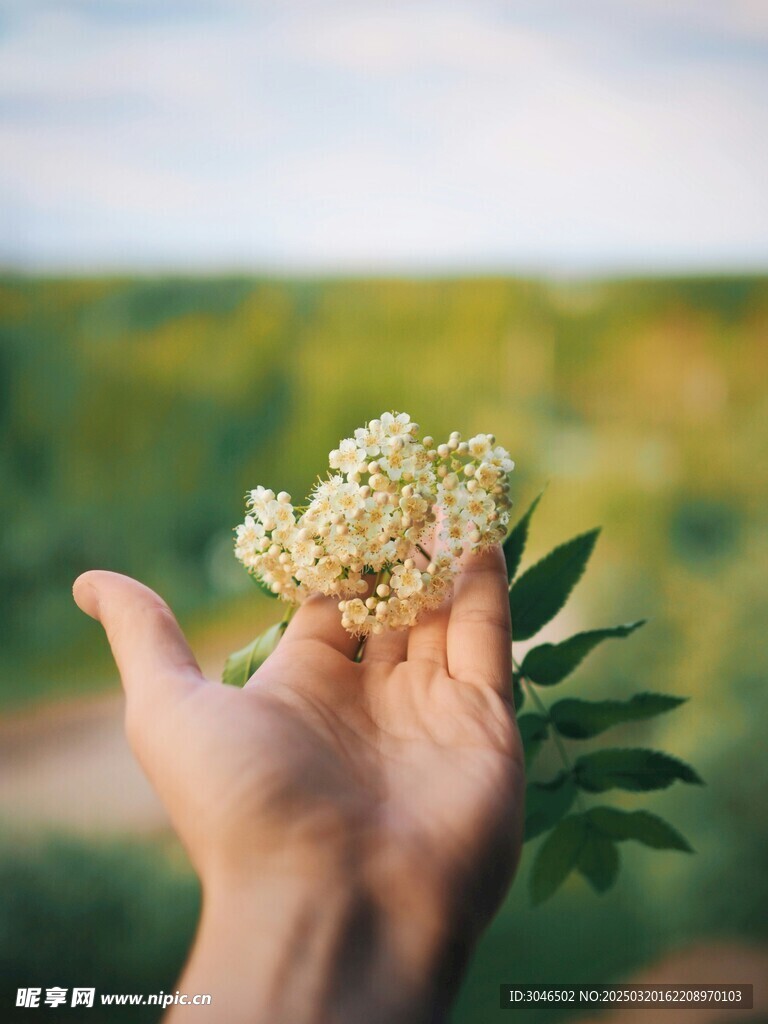 手拿花朵 指尖生花