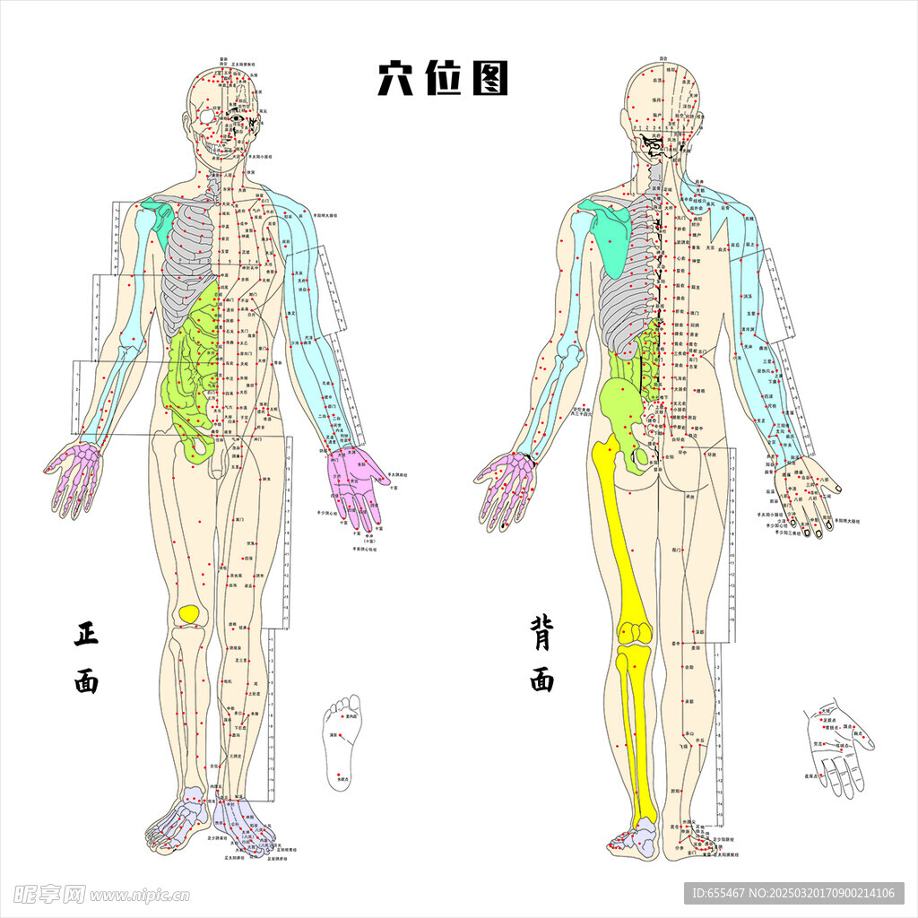 穴位图
