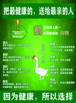 绿色养殖鹅