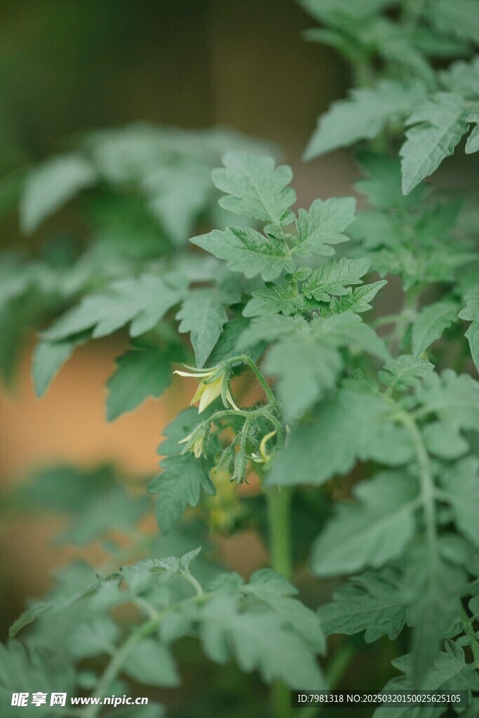 番茄苗
