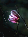 玉兰花