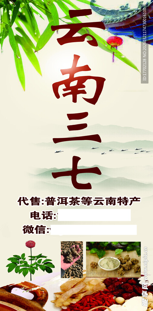 云南三七