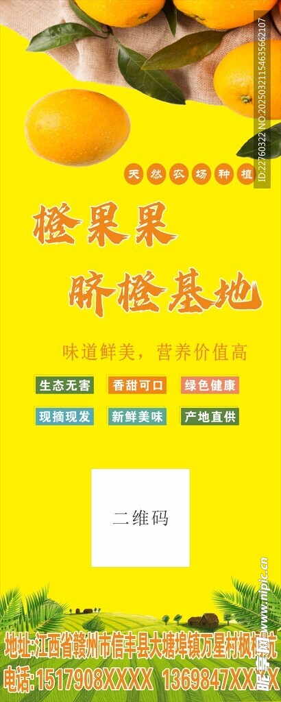 脐橙海报