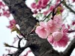 樱花盛开