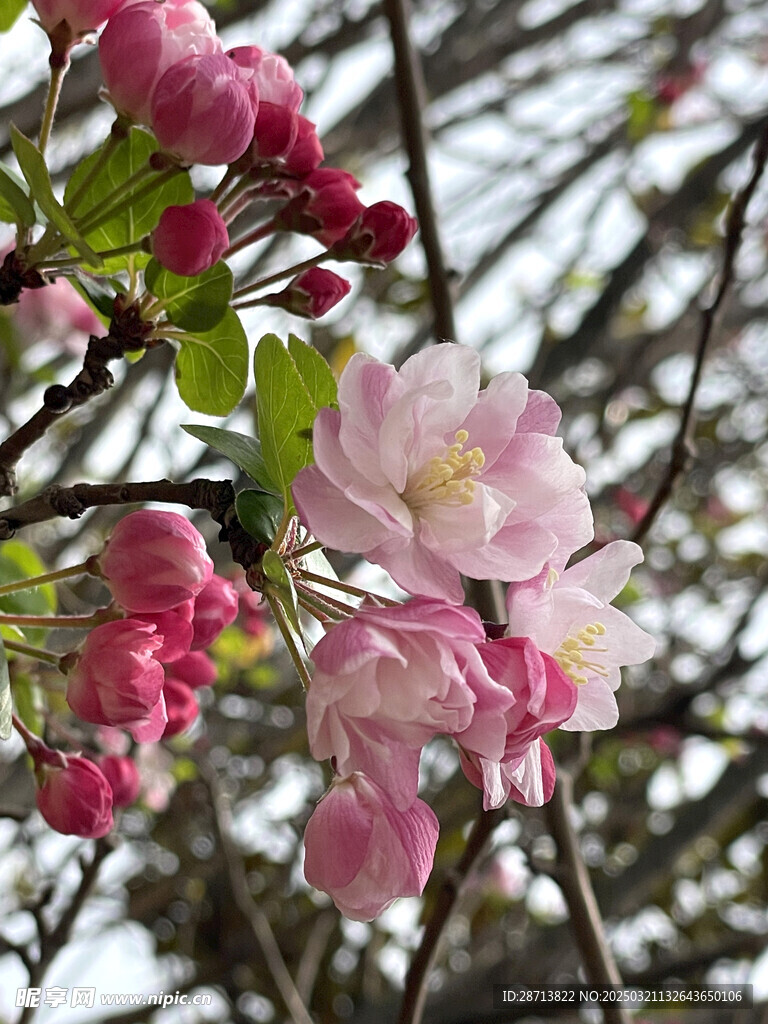 海棠花开