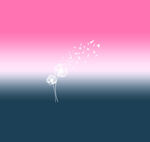 蒲公英