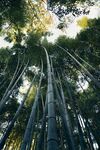 竹林