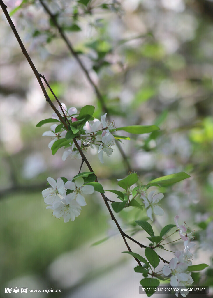 海棠花
