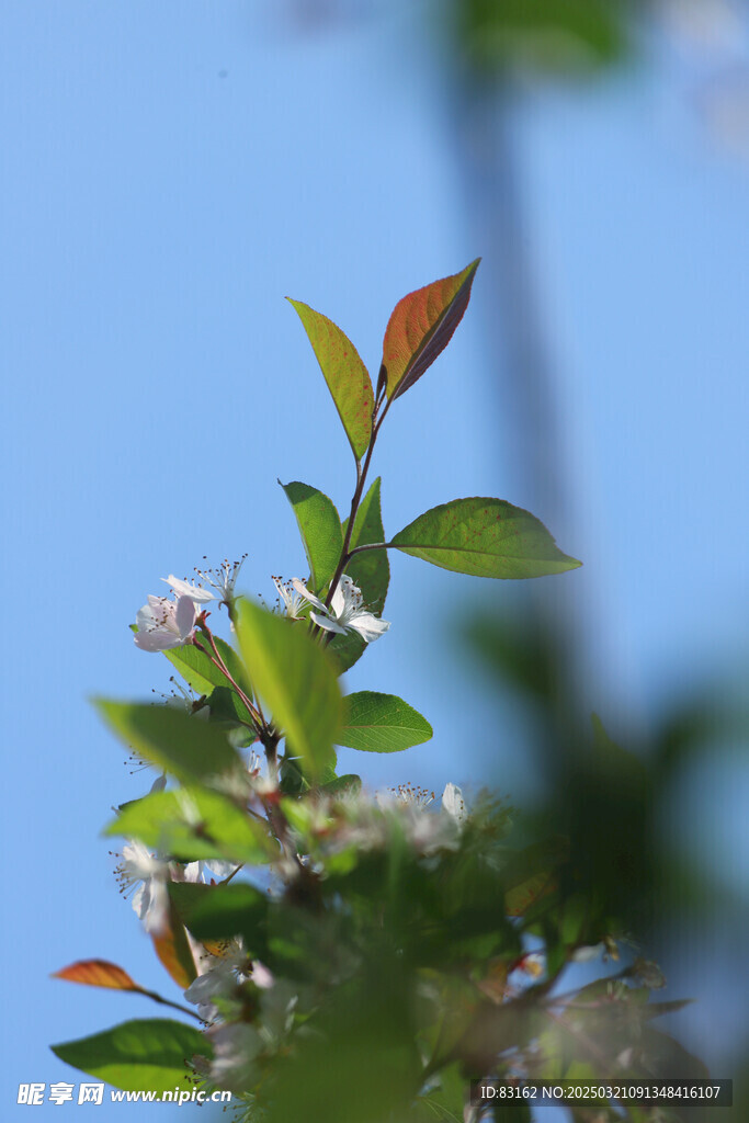 海棠花