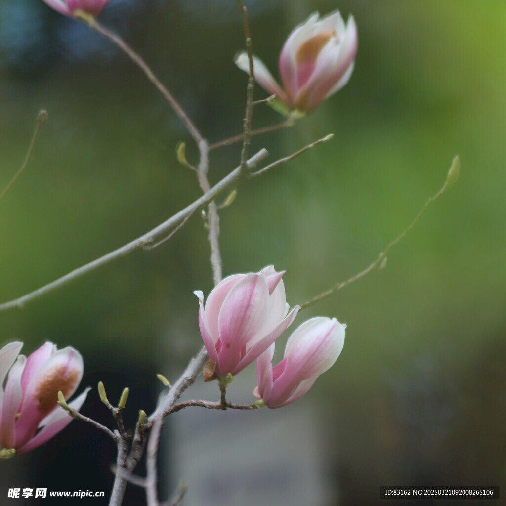 玉兰花