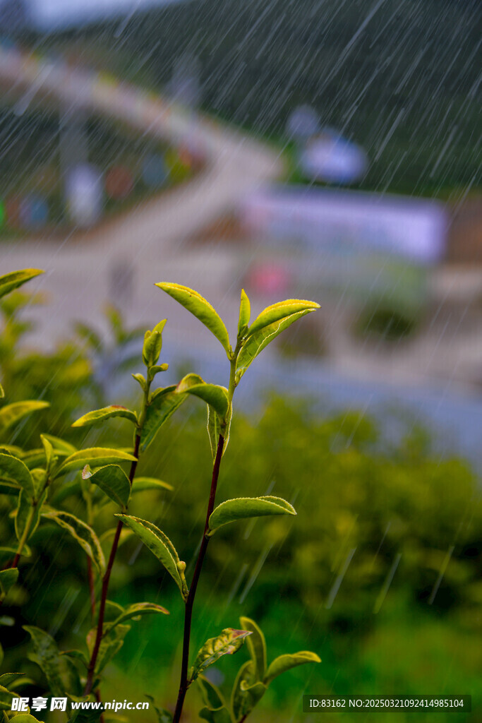 茶叶树