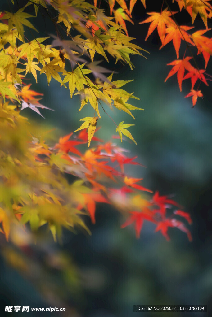 红叶