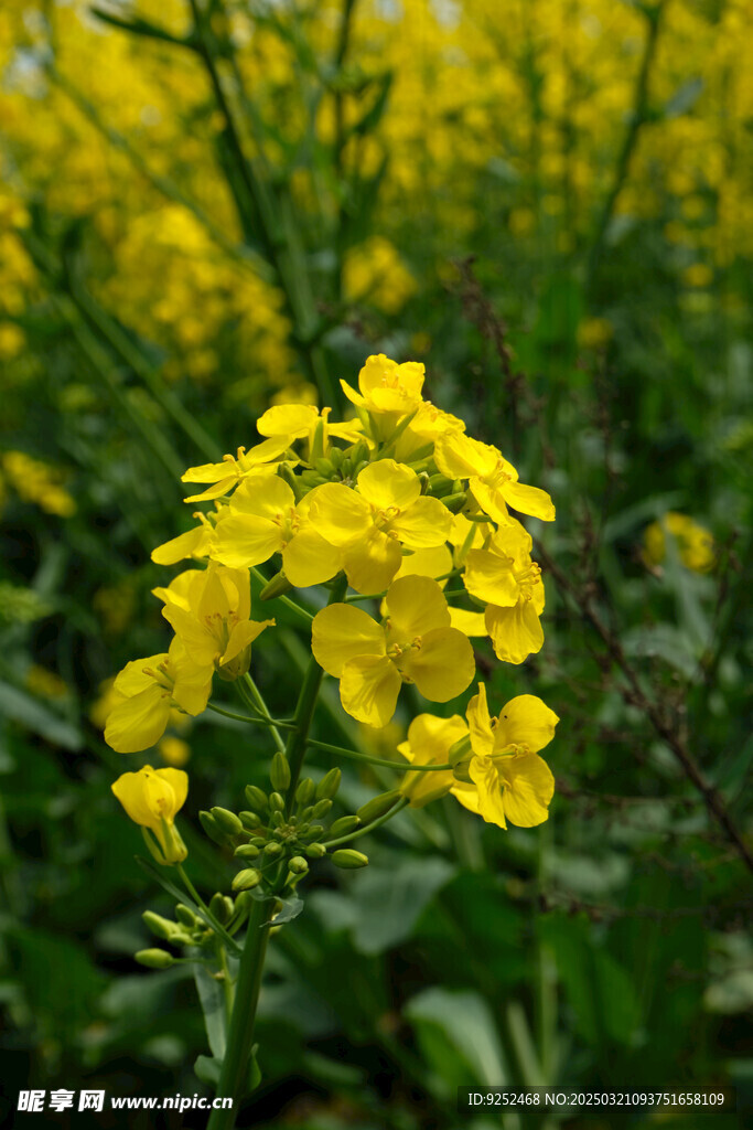 油菜花 