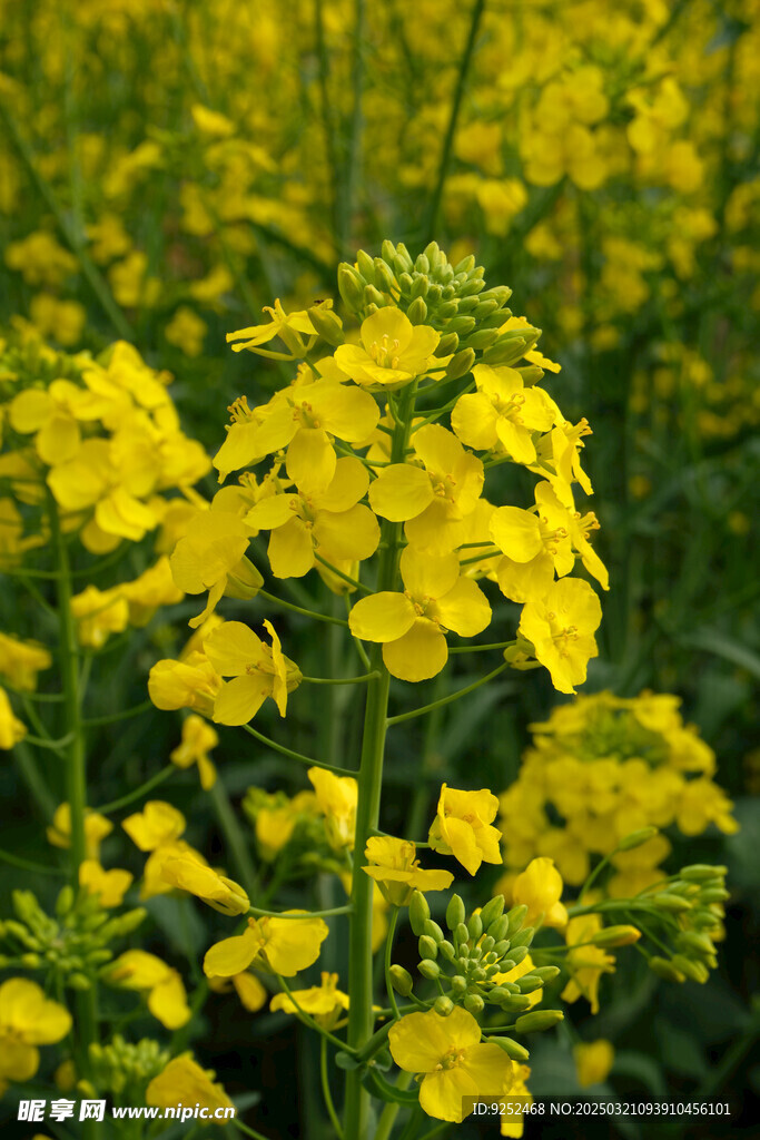 油菜花