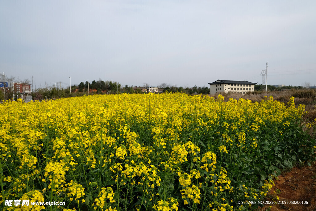 乡村田野 
