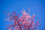 山桃花开
