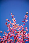 山桃花