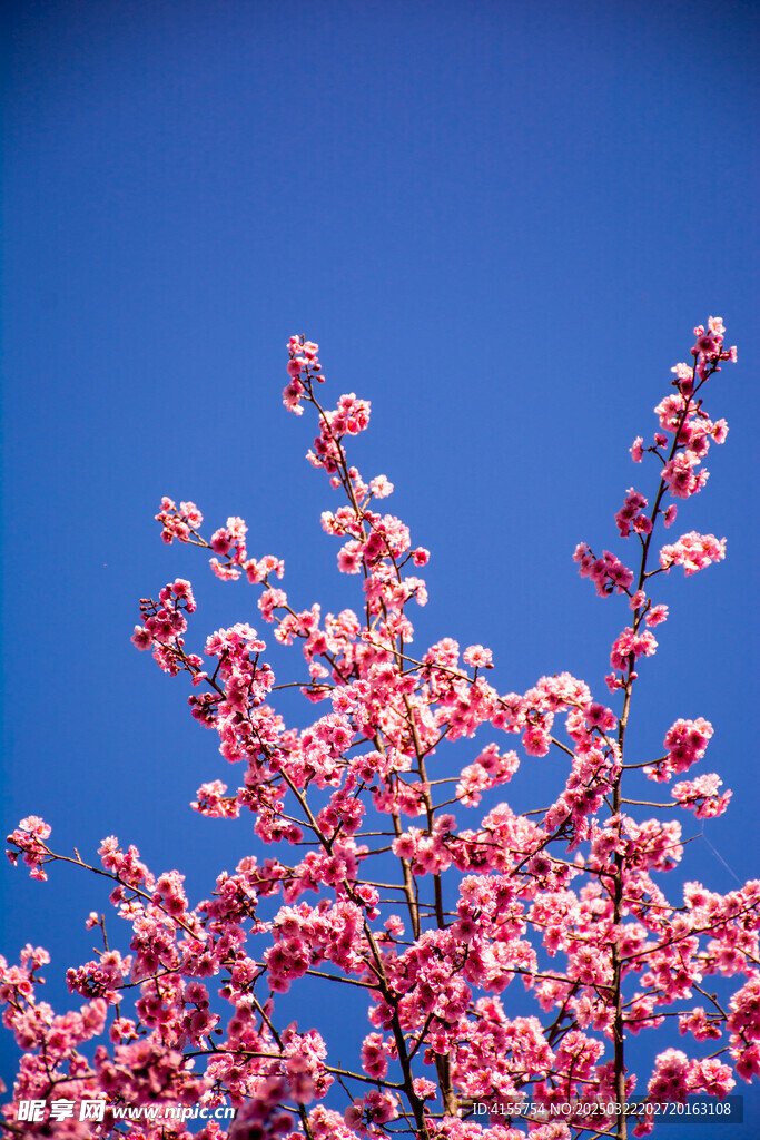 山桃花