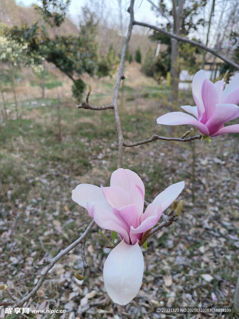 粉玉兰