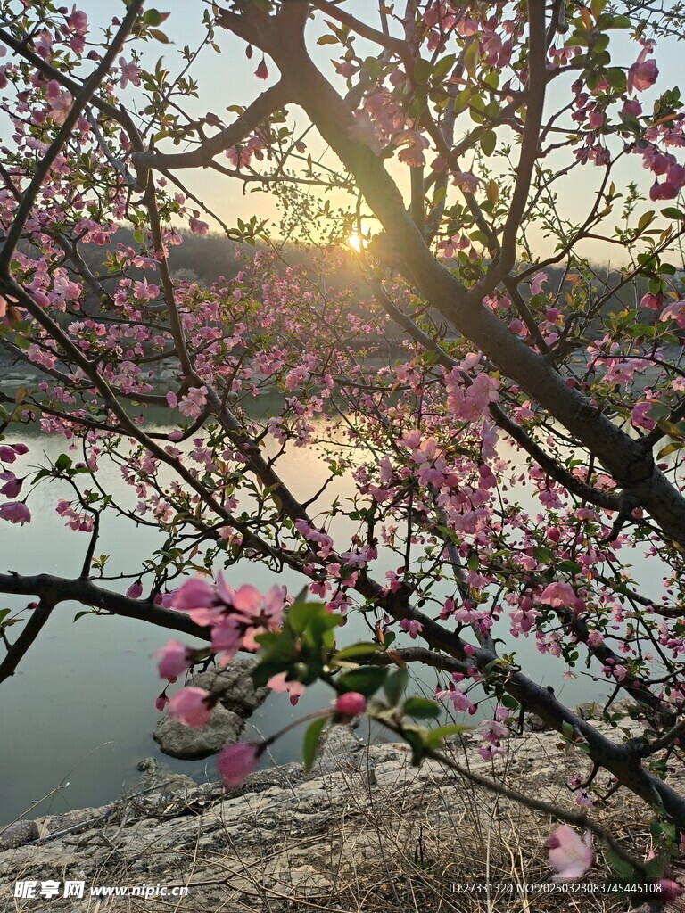 海棠花