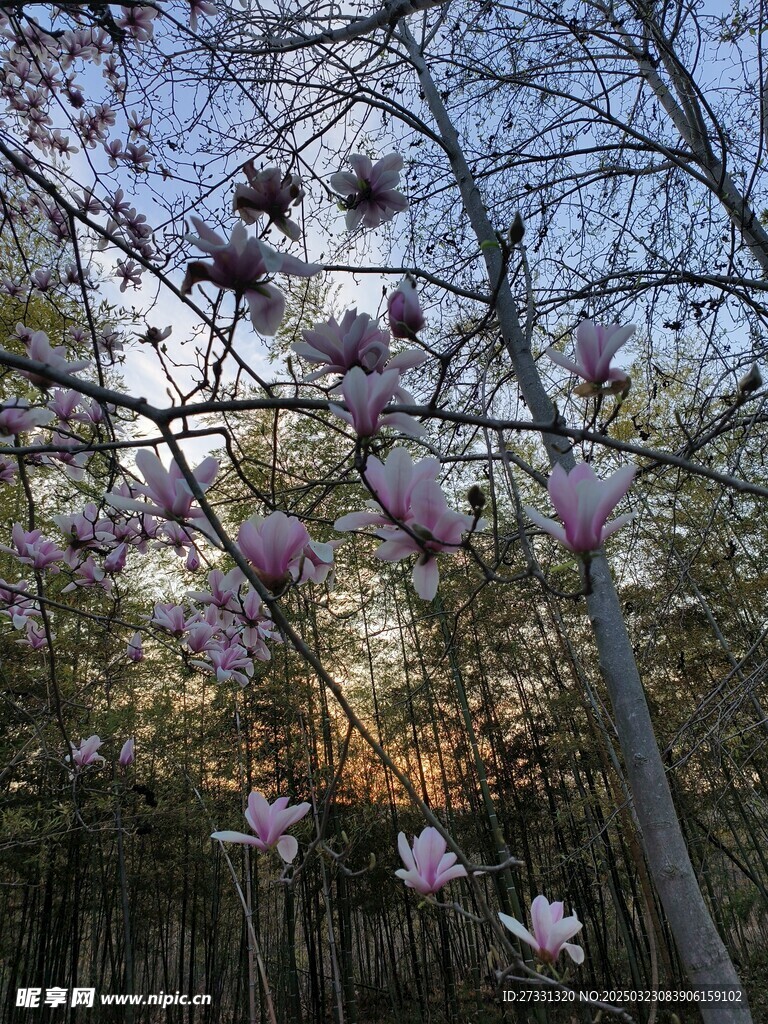 玉兰
