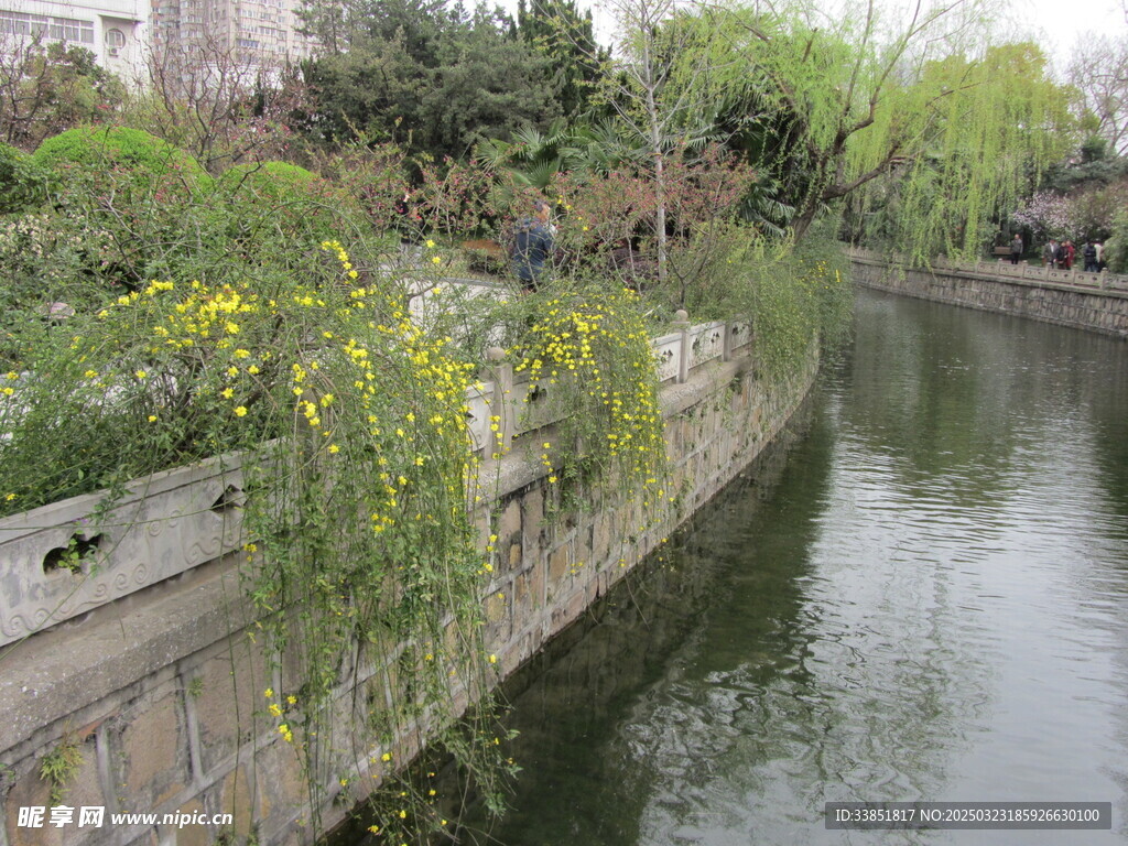 小桥流水黄花