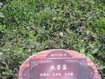 扶芳藤