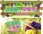 葡萄成熟时