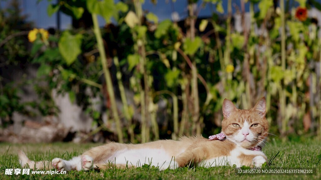 猫