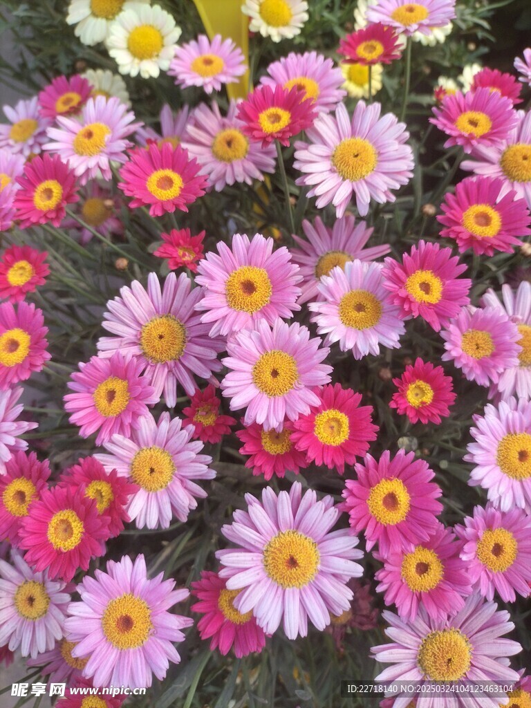 小太阳花