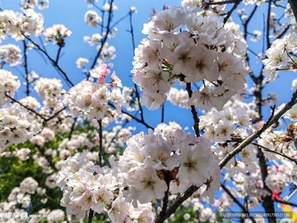 樱花