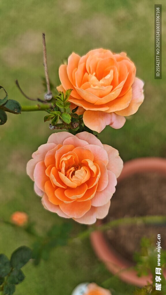 月季花