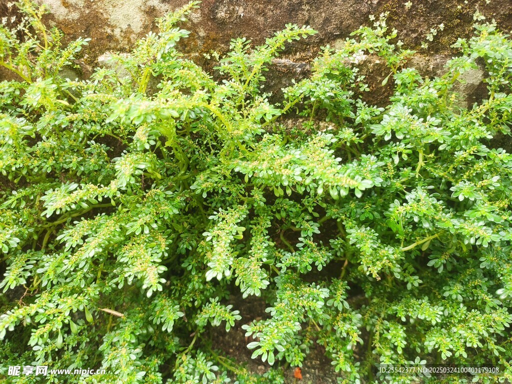 小叶冷水花