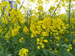 油菜花