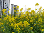 城市油菜花