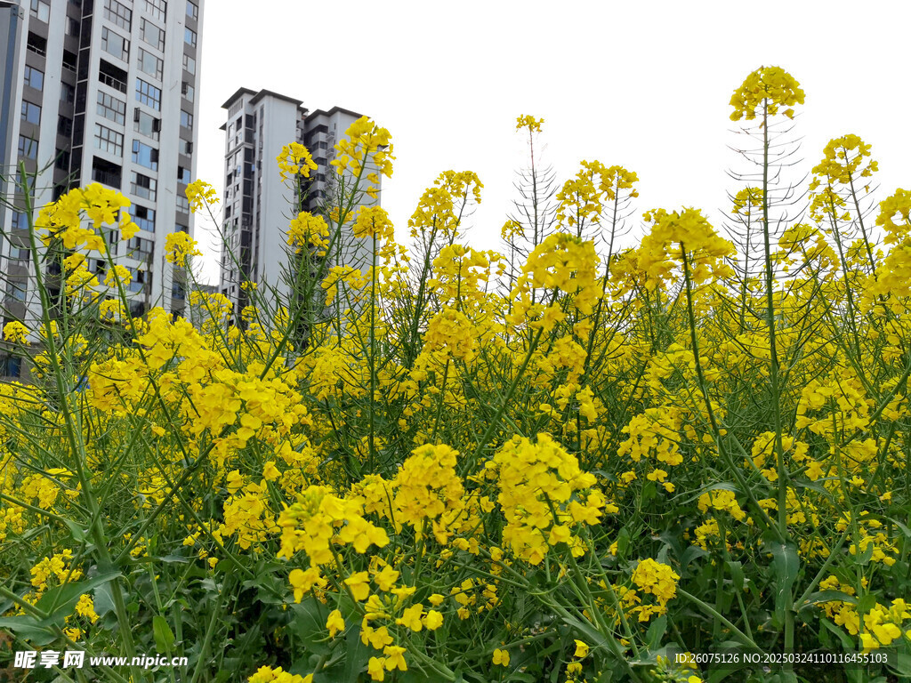 城市油菜花