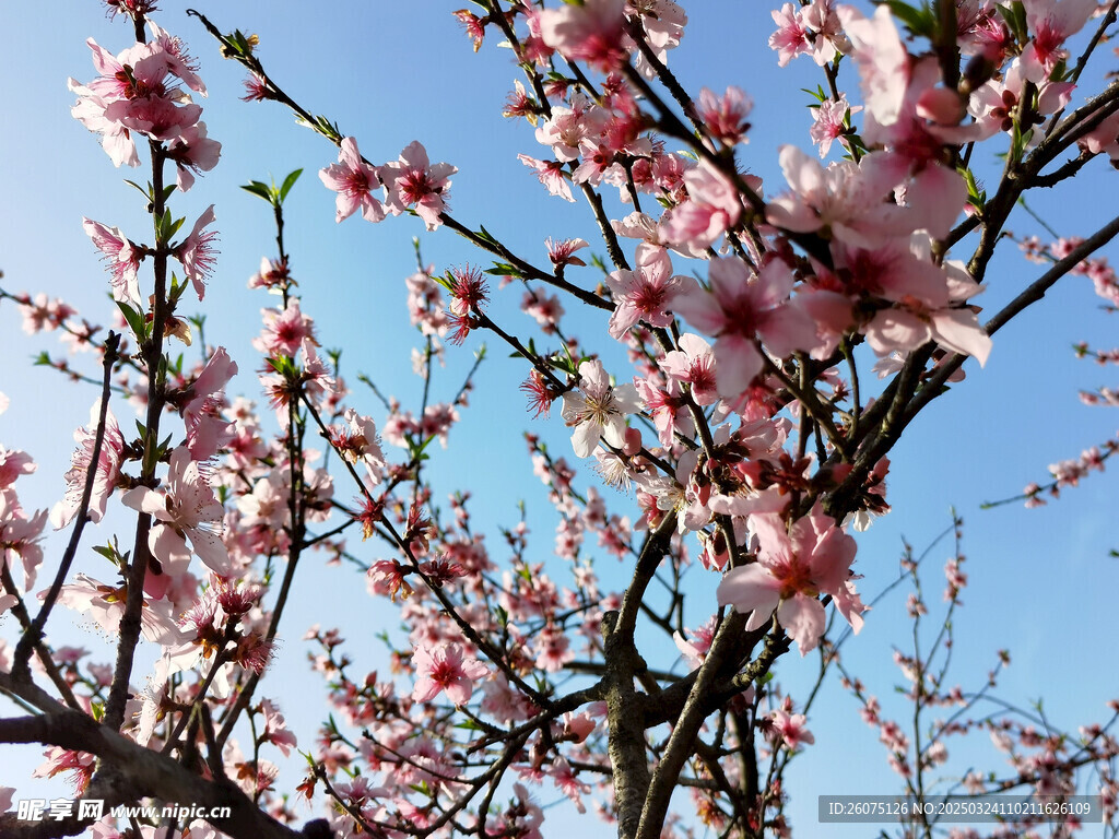 桃花