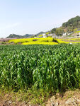 麦苗