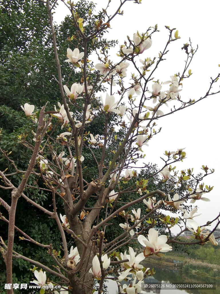 玉兰花